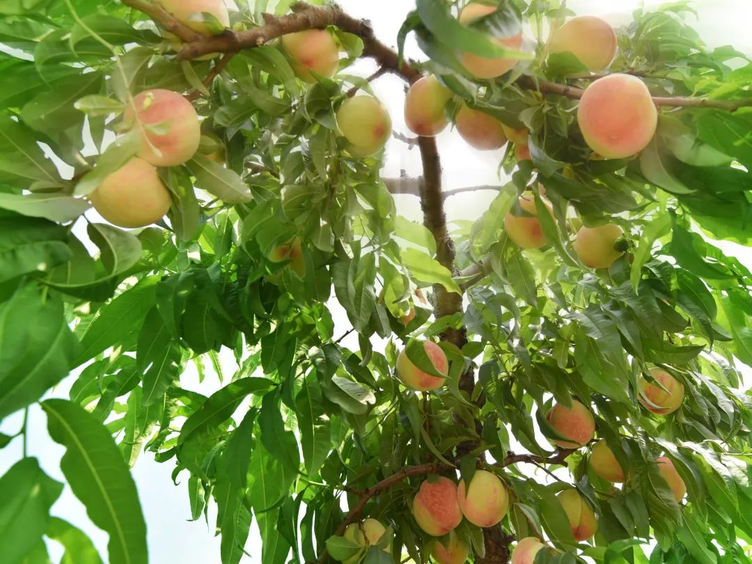 阳山水蜜桃,提前上市啦!