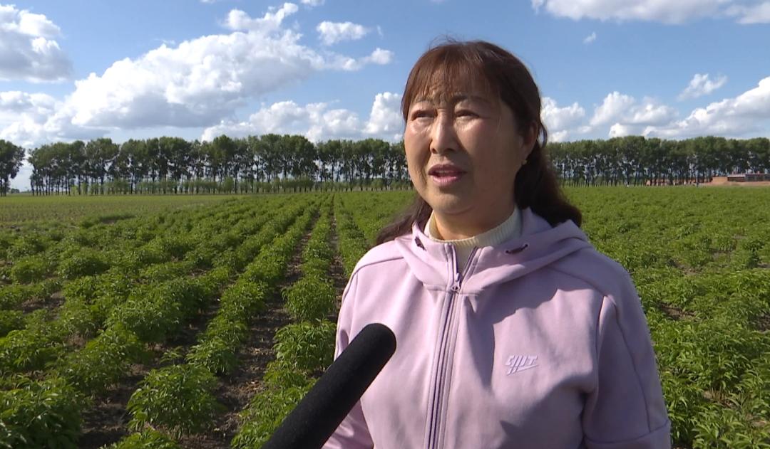 于春红在收购药材的进程中,通过摸索,发现中草药种植可以为乡亲们发家