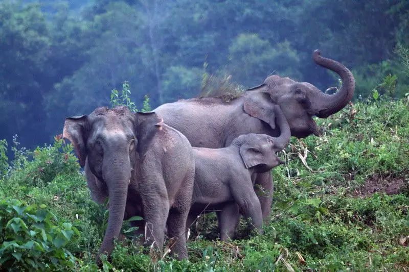 象群北上进昆明是大象变多了还是栖息地不够