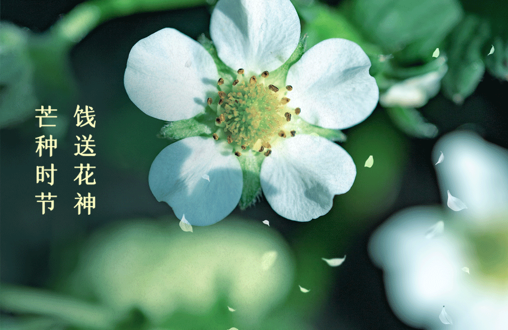 廿四节气 芒种始忙 别让脾胃的阳气遭了殃