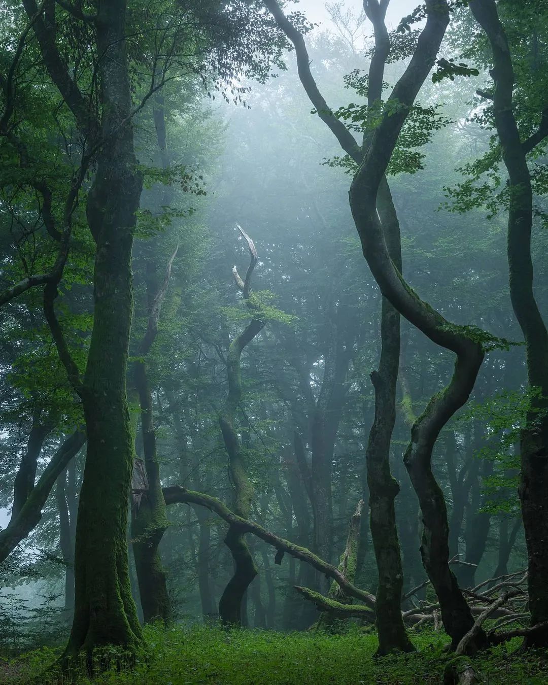 森林幼儿园这也太丹麦了