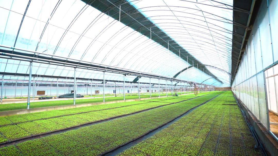高起点发展生态高效农业,现有绿色食品种植基地900亩,因生产的农产品