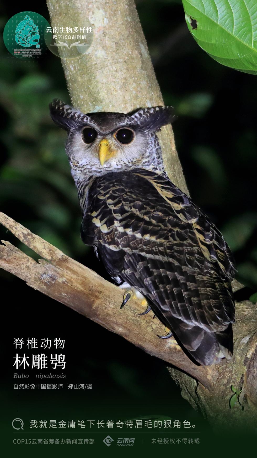 云南生物多样性数字化百科图谱脊椎动物林雕鸮我就是金庸笔下长着奇特