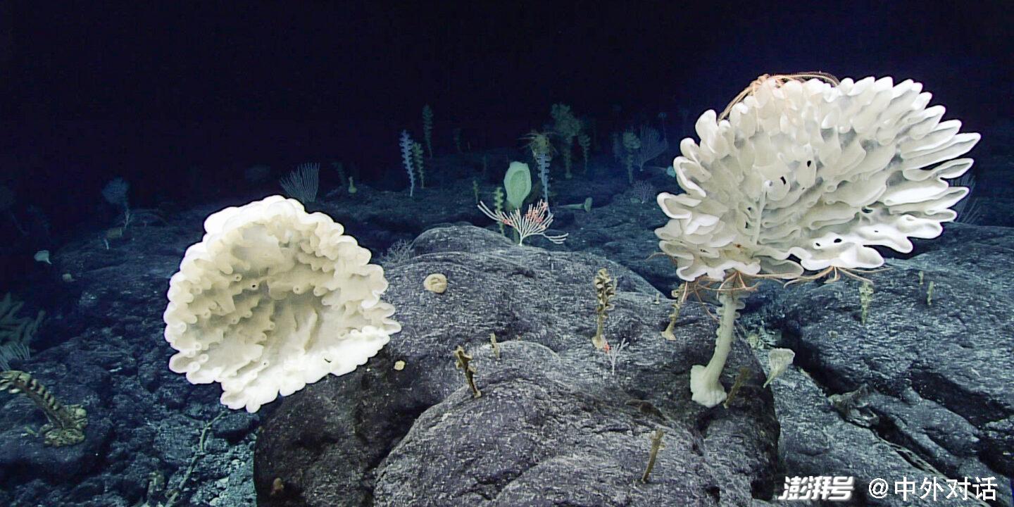 ںԼ2360ֵһԸܶȵFarreidࣨFarreid glass spongesһҲɺӰȽϵ͡ͼƬΪɺIridogorgiaɺbamboo coralͼƬԴNOAA Office of Ocean Exploration and Research