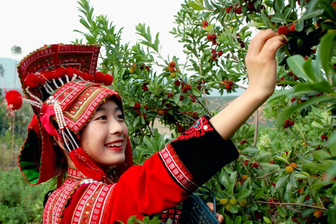 石屏杨梅红彤彤果农心里美滋滋梅好明天在向你招手