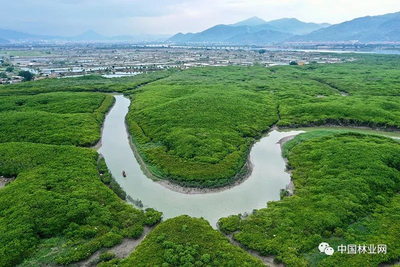 6月4日,福建漳江口红树林国家级自然保护区工作人员在观测湿地鸟类(无