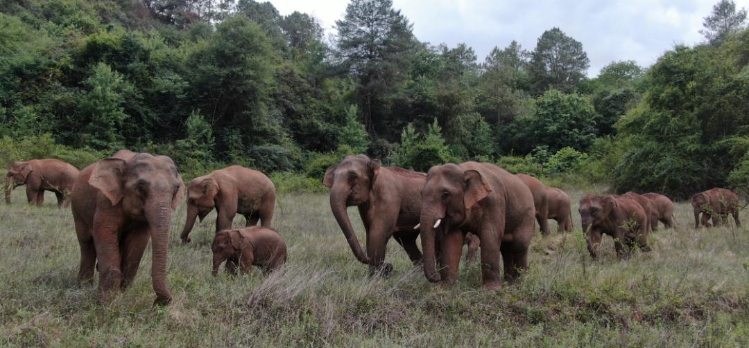 还在昆明!今天大象旅行团在这里