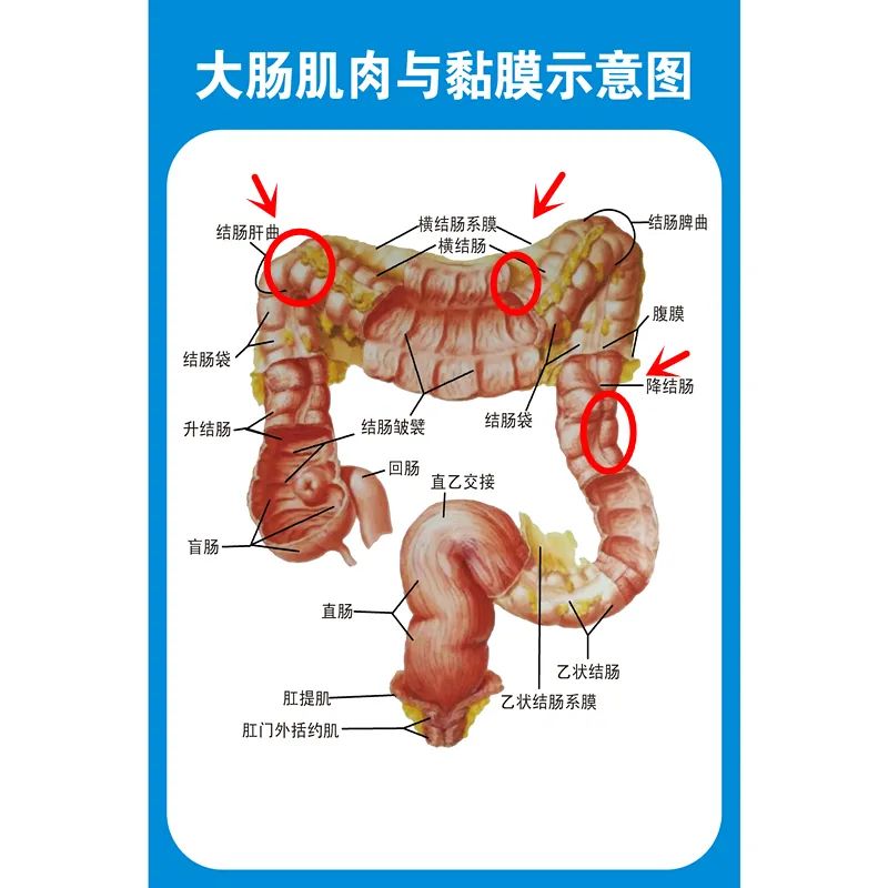 三条结肠带解剖图图片