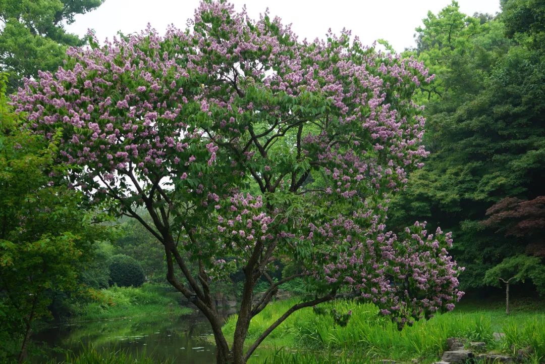 走近华东地区珍稀濒危植物福建紫薇