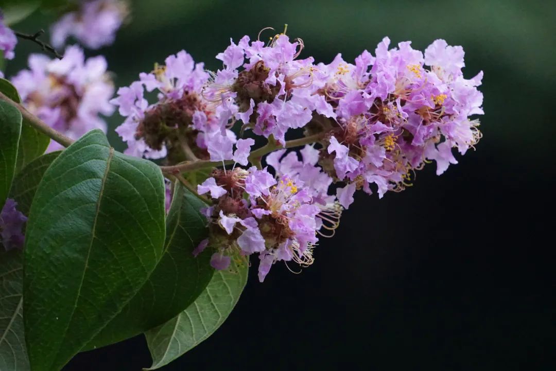 走近华东地区珍稀濒危植物福建紫薇