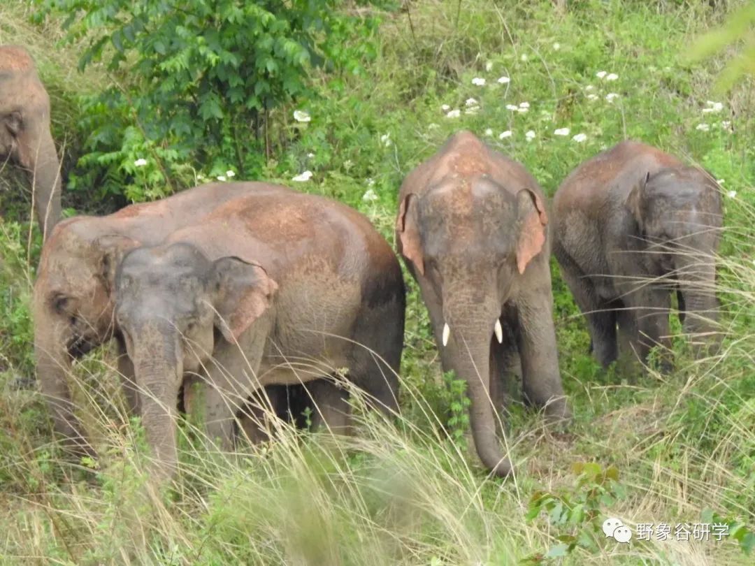 小短鼻家族和它的小伙伴们