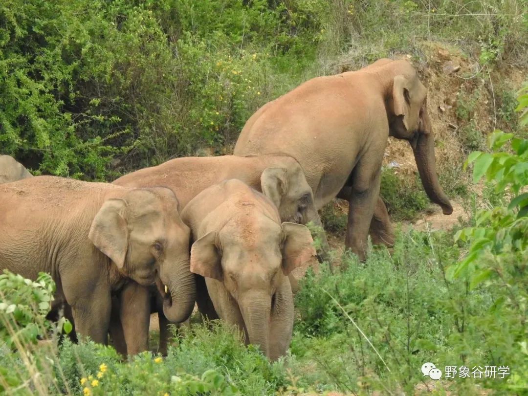 小短鼻家族和它的小伙伴们