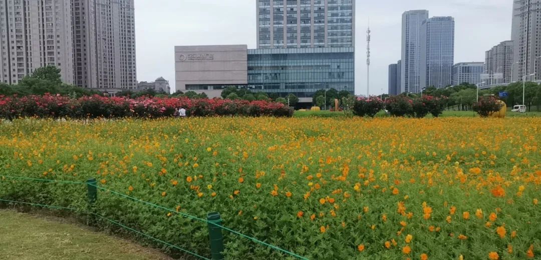武汉大型花卉公司