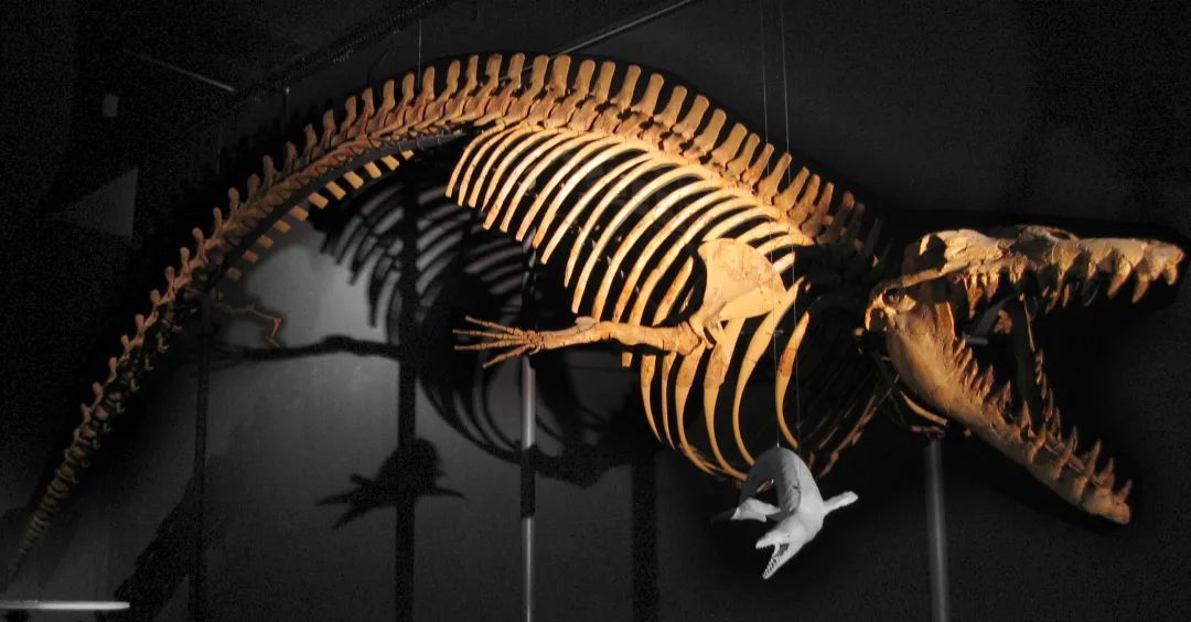 梅尔维尔鲸化石图片