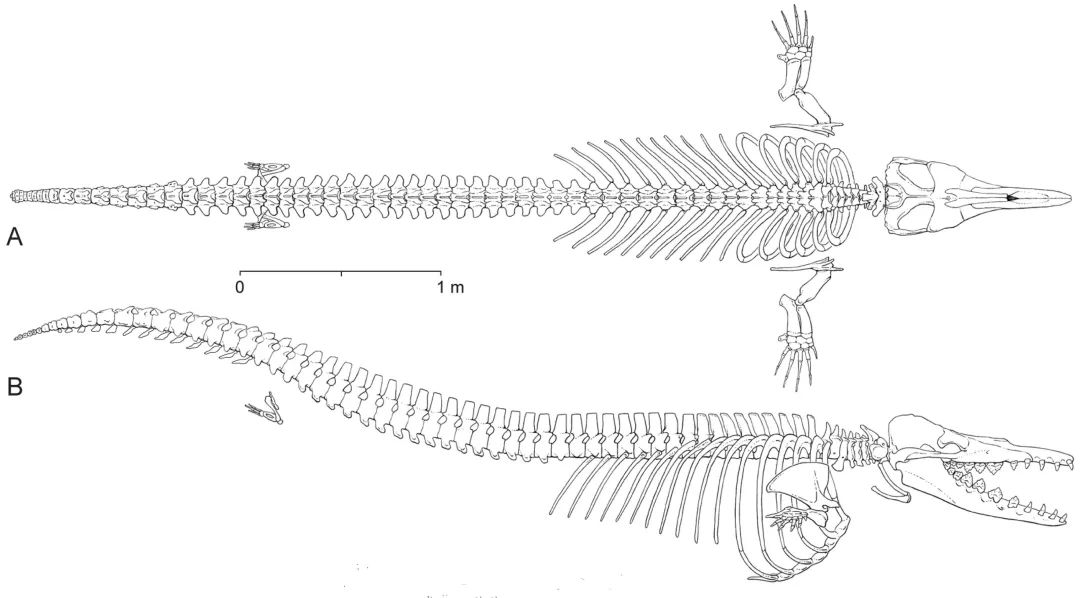 鲸鱼骨头 结构图片