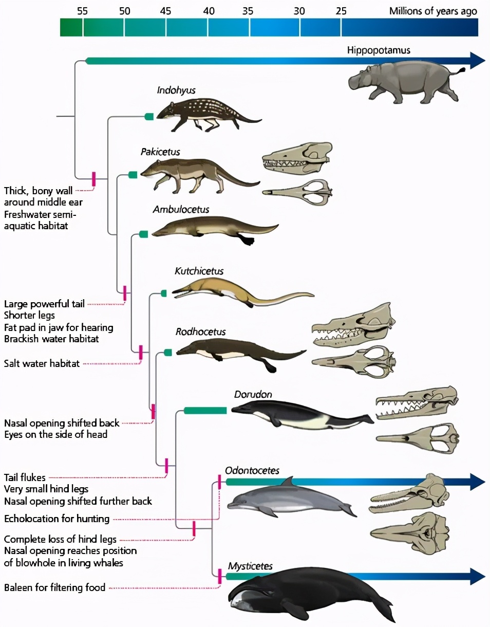 鲸进化图表图片