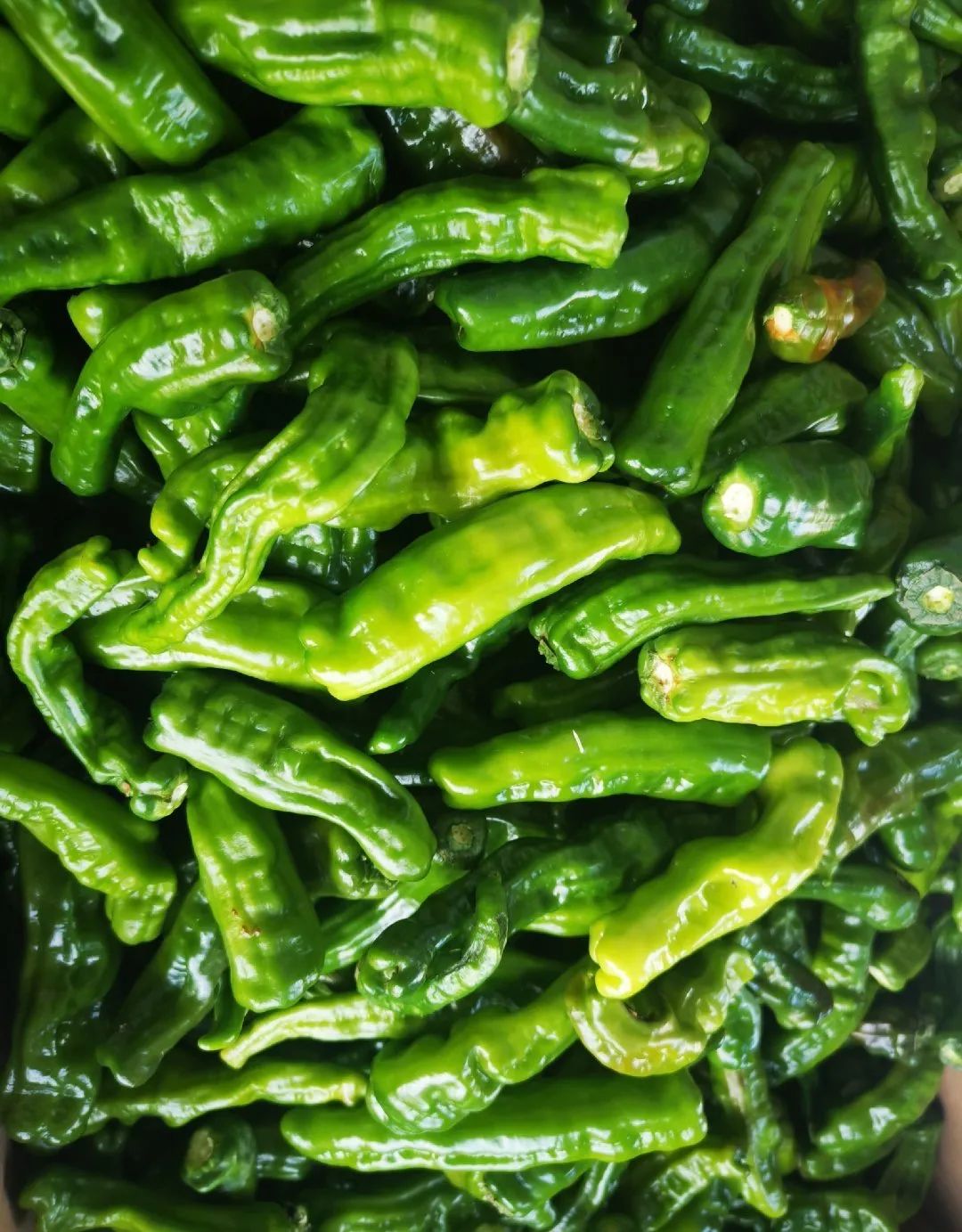 枣庄当地有三种辣椒,做枣庄辣子鸡必用两种:朝天椒和皱皮尖椒,是当地