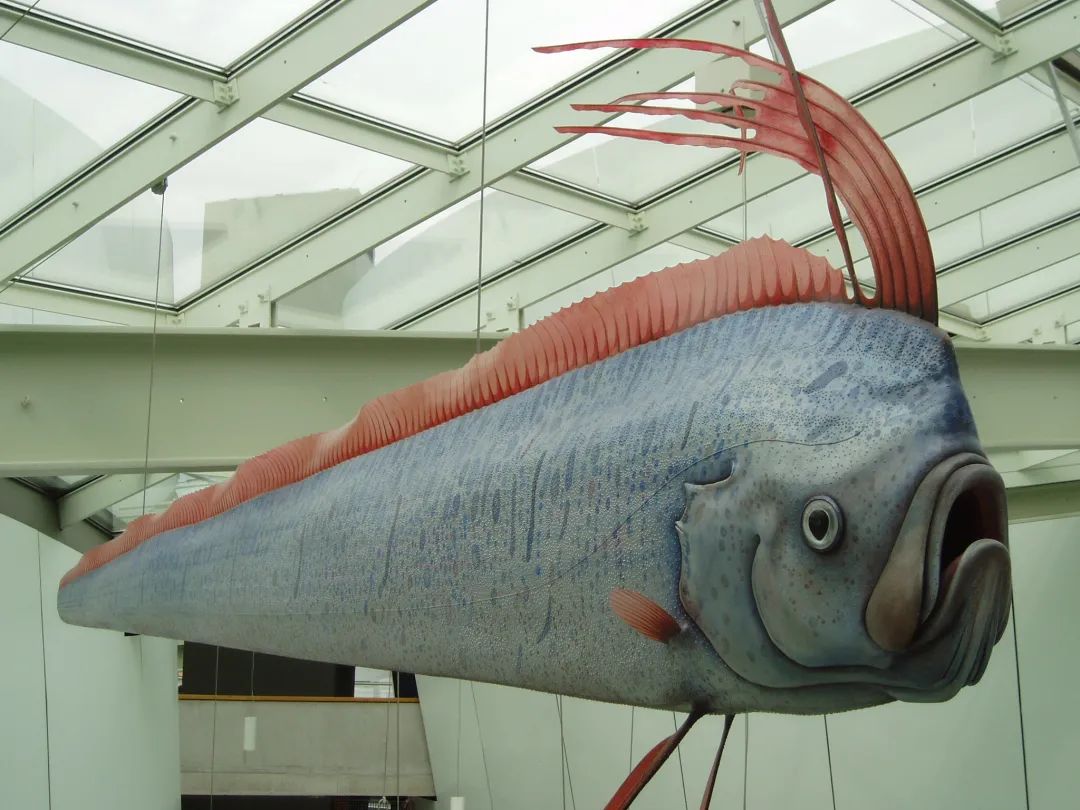 【补档】【配图】深海的鱼丨混乱博物馆 - 知乎