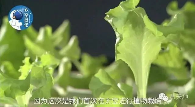 在火星上种菜统共分几步太空科普