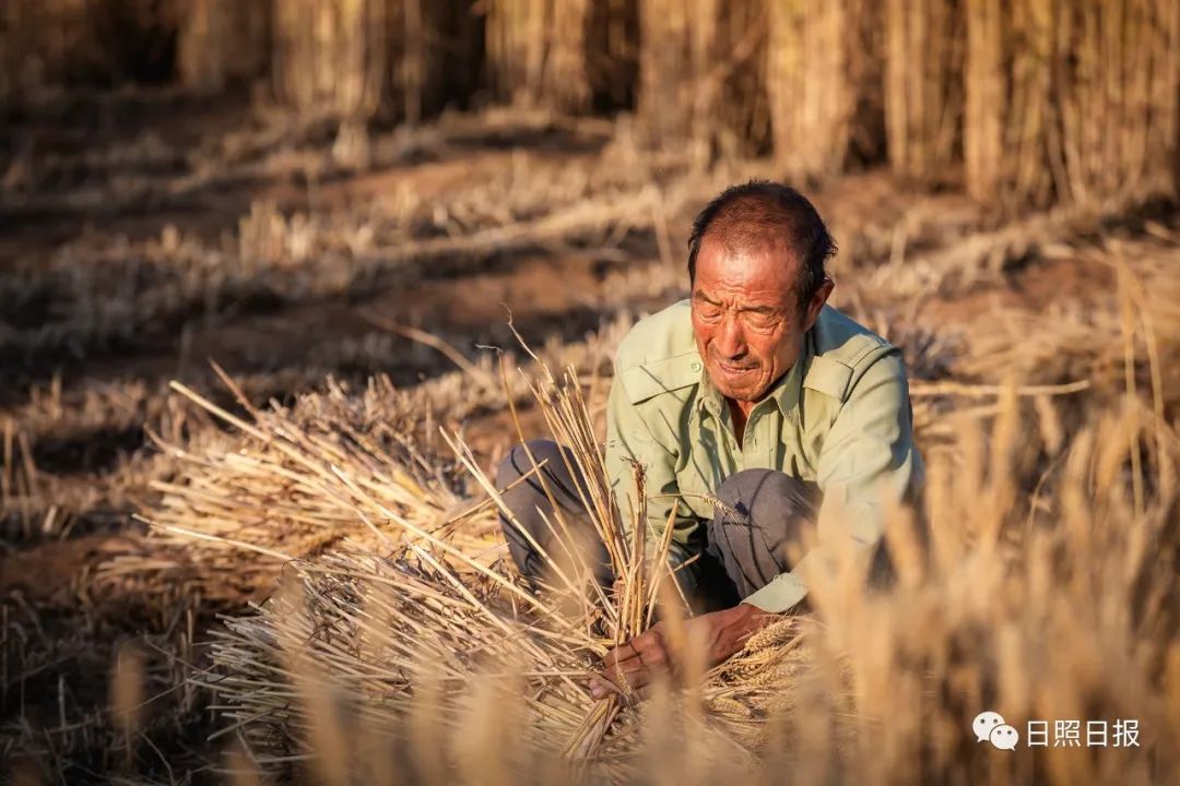 快来看是你记忆中割麦子的场景吗