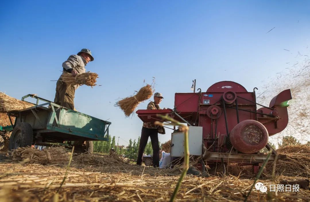 快来看是你记忆中割麦子的场景吗