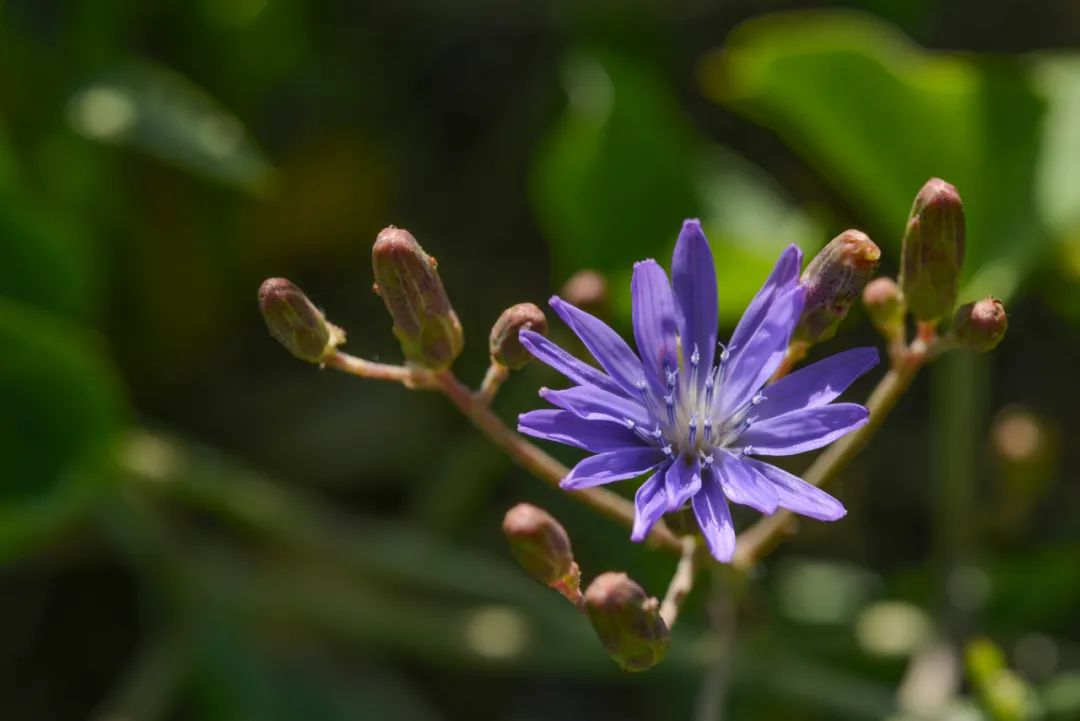 苦苦菜花灰毛軟紫草黃花軟紫草紅花巖黃芪蒙新苓菊乳實擬耬鬥菜沙蔥花