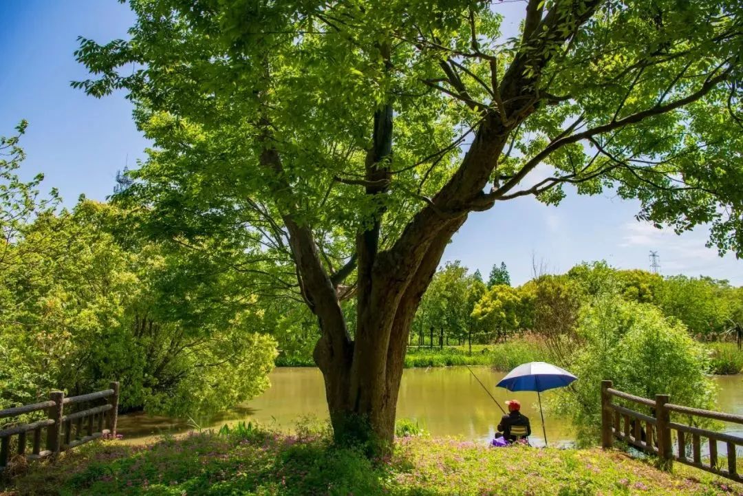 在造船,家具,装饰物等领域被广泛运用,在城市园林范畴,榉树还是一种