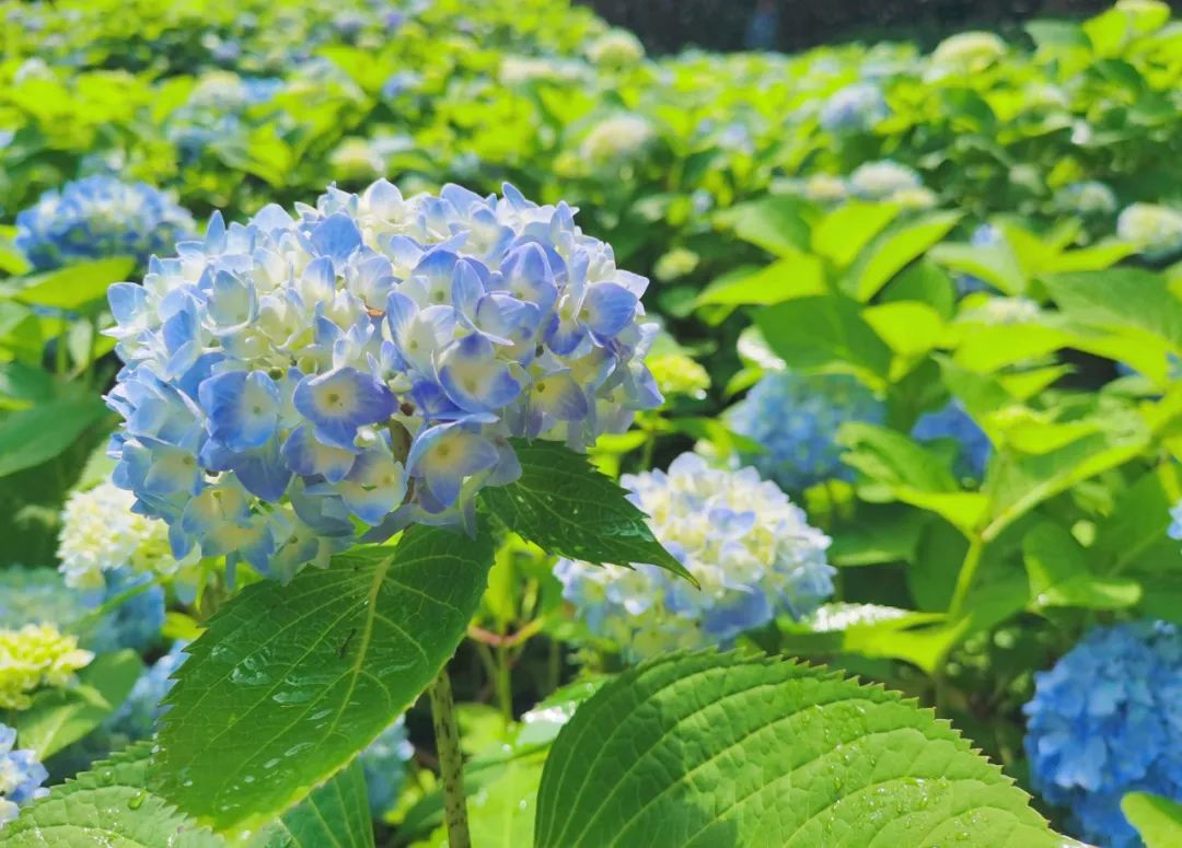 夏日探花丨心形绣球花海不容错过浪漫满分