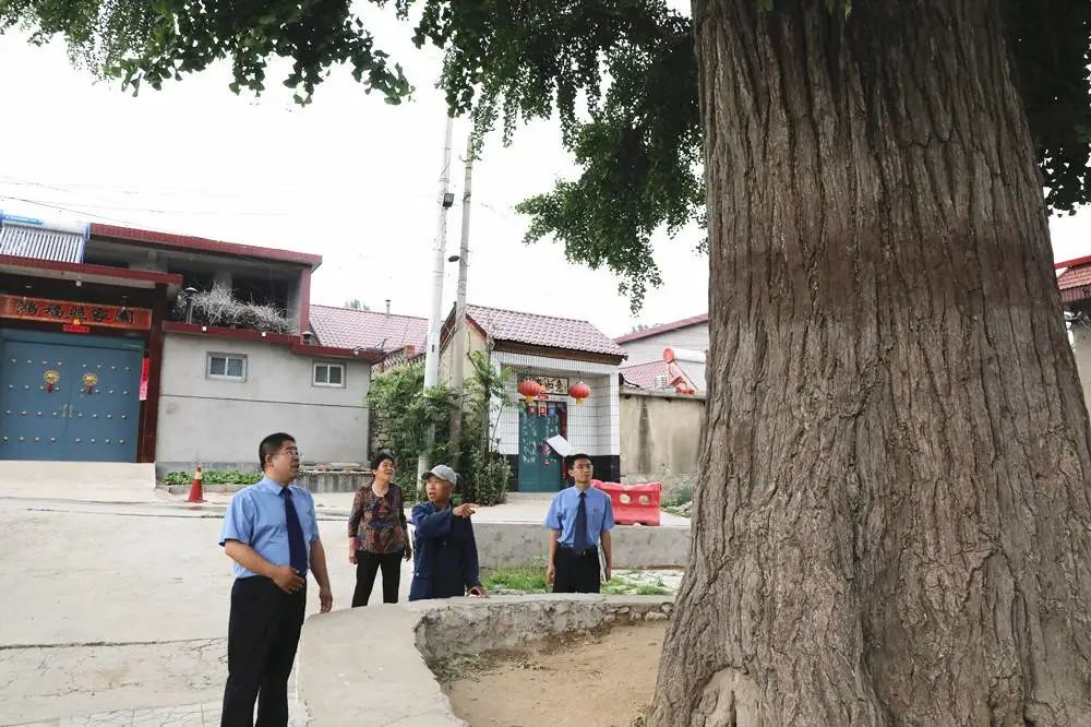 在南竺院社区千年银杏树前,听到检察官来了,住在附近的王大爷老两口