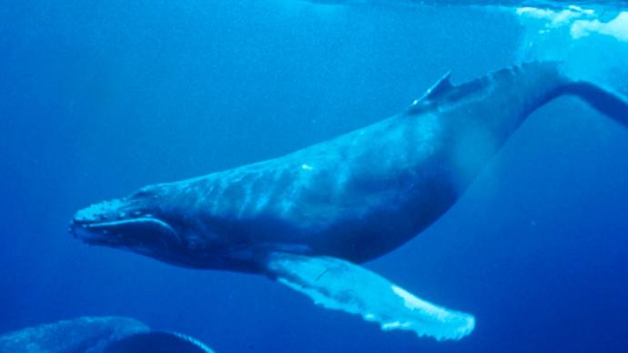 这部纪录片告诉我们，夜晚的座头鲸喜欢在深海唱K