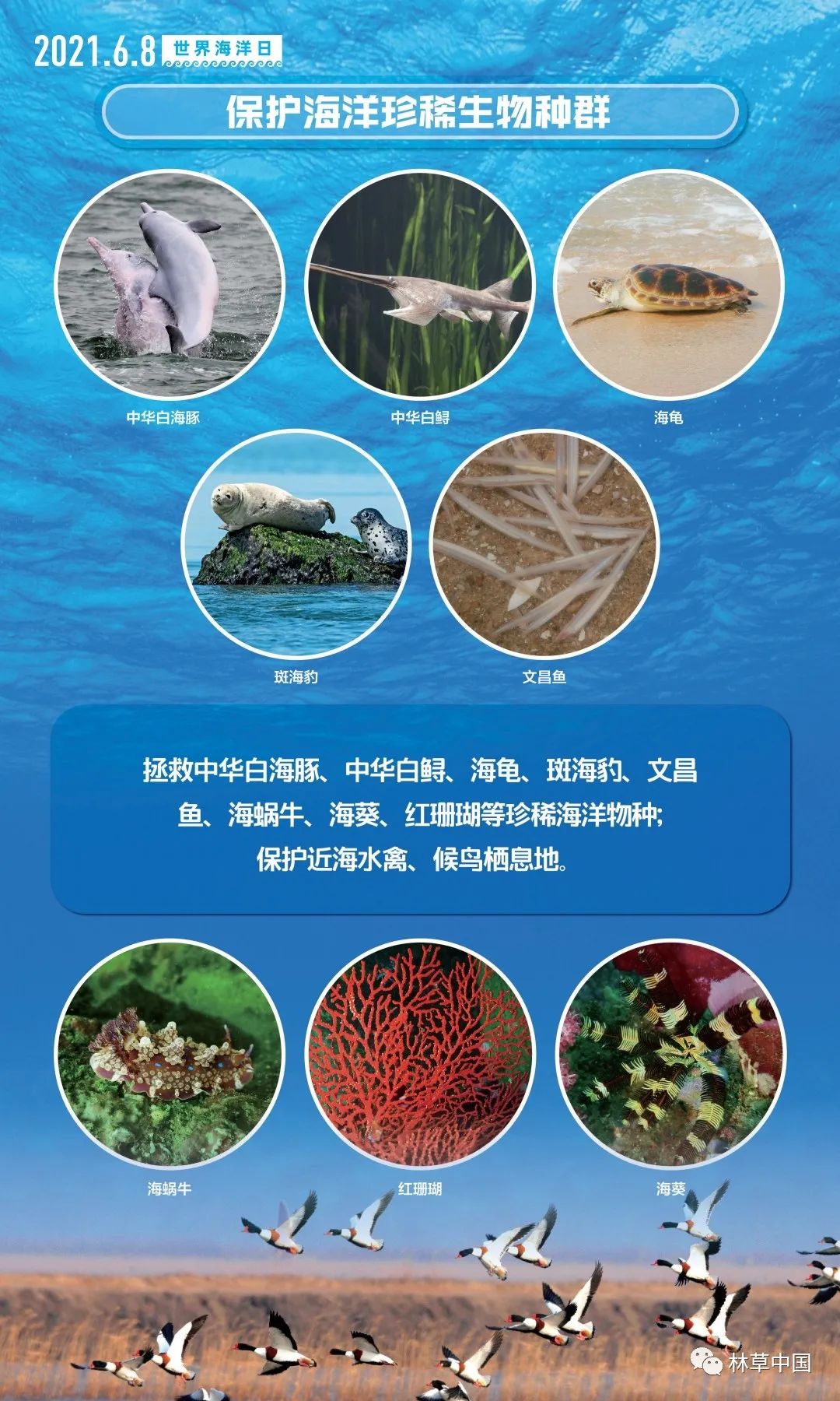视觉丨世界海洋日保护海洋生物多样性人与自然和谐共生