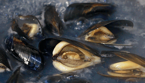 上海禁售一饭店不顾禁令售卖毛蚶罚