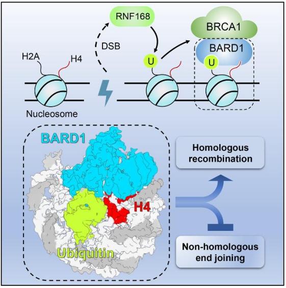 (2020). parp and parg inhibitors in cancer treat