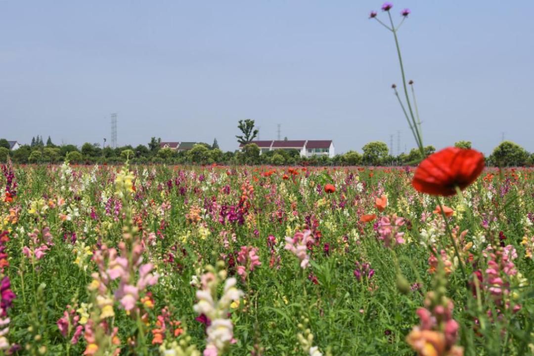 上海金山花海图片