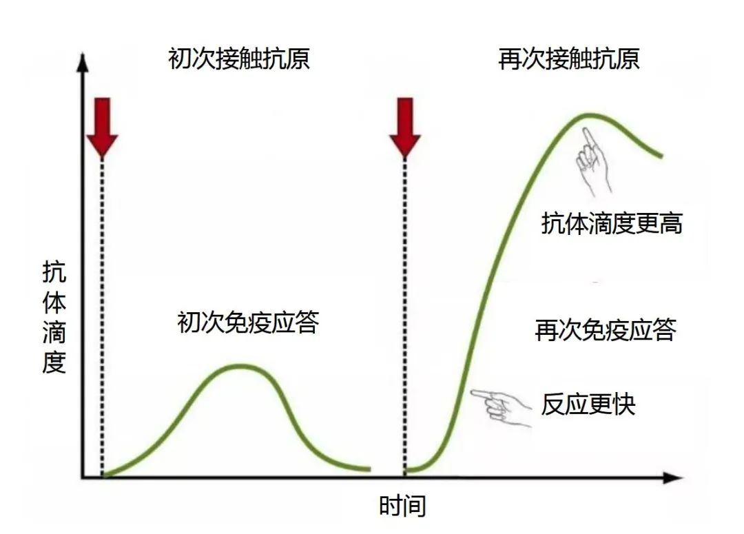 而言之,新冠病毒疫苗接种是为了保证大家的机体能产生更好的免疫效果