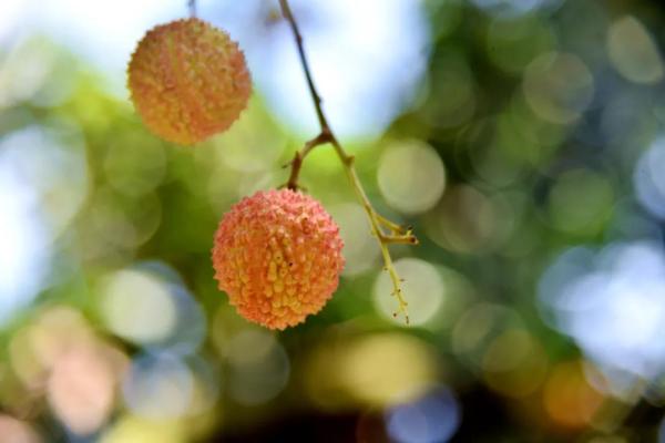 糯米糍荔枝介绍 552.jpg