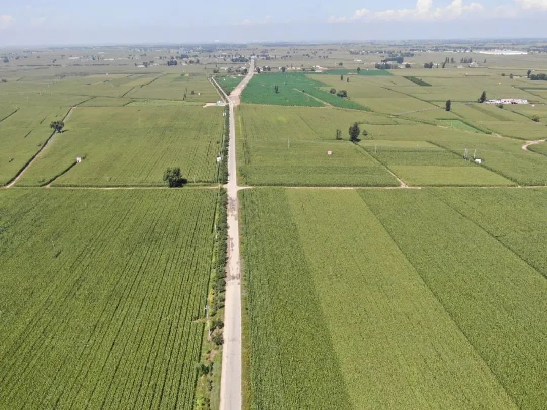 达拉特旗王爱召镇发挥党组织优势激发集体经济源动力