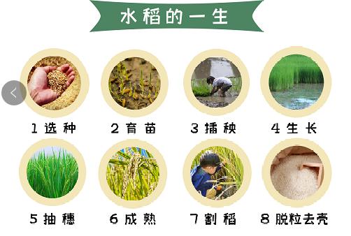 水稻各个部分的分解图图片