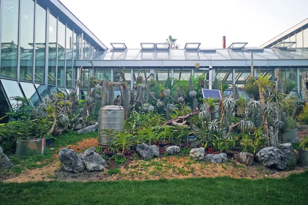 空气凤梨露天栽培及造景示范效果极佳