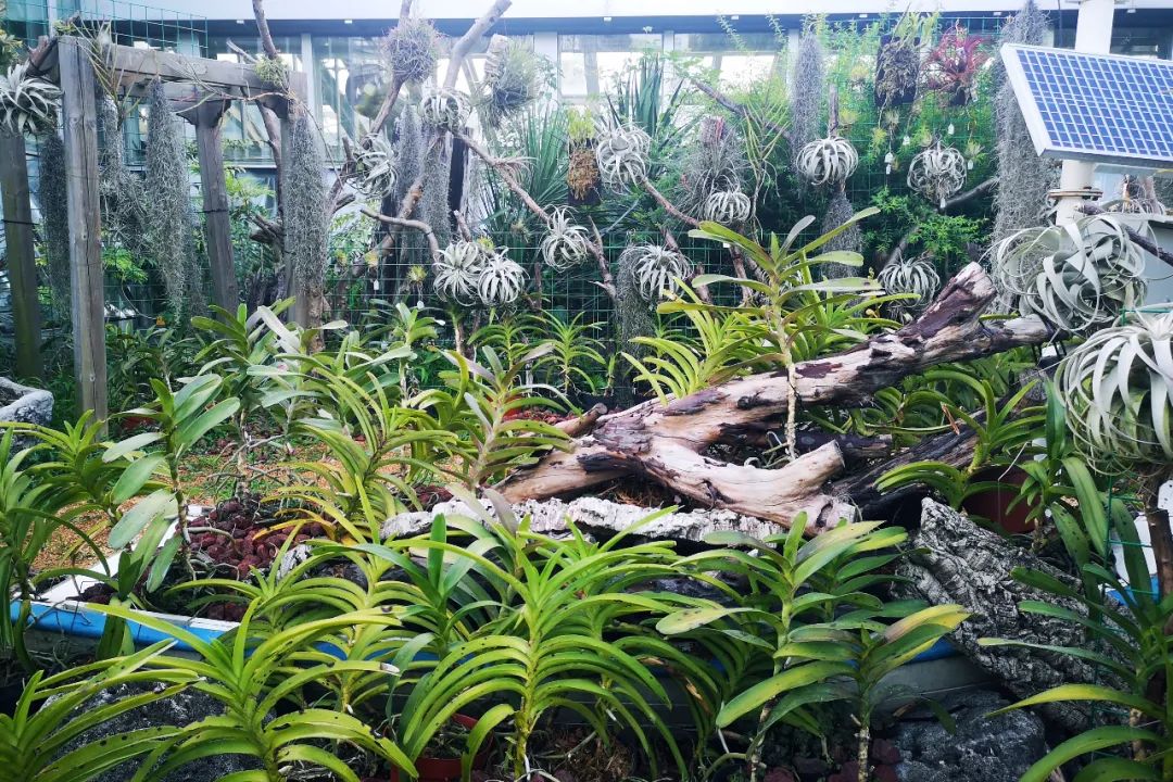 空气凤梨露天栽培及造景示范效果极佳