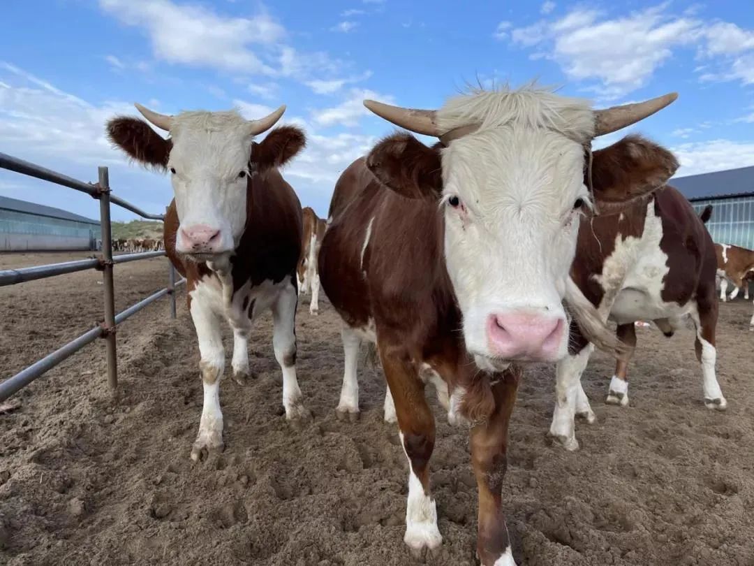 牛年赚"牛"钱!科左后旗牛产业驶入高质量发展快车道