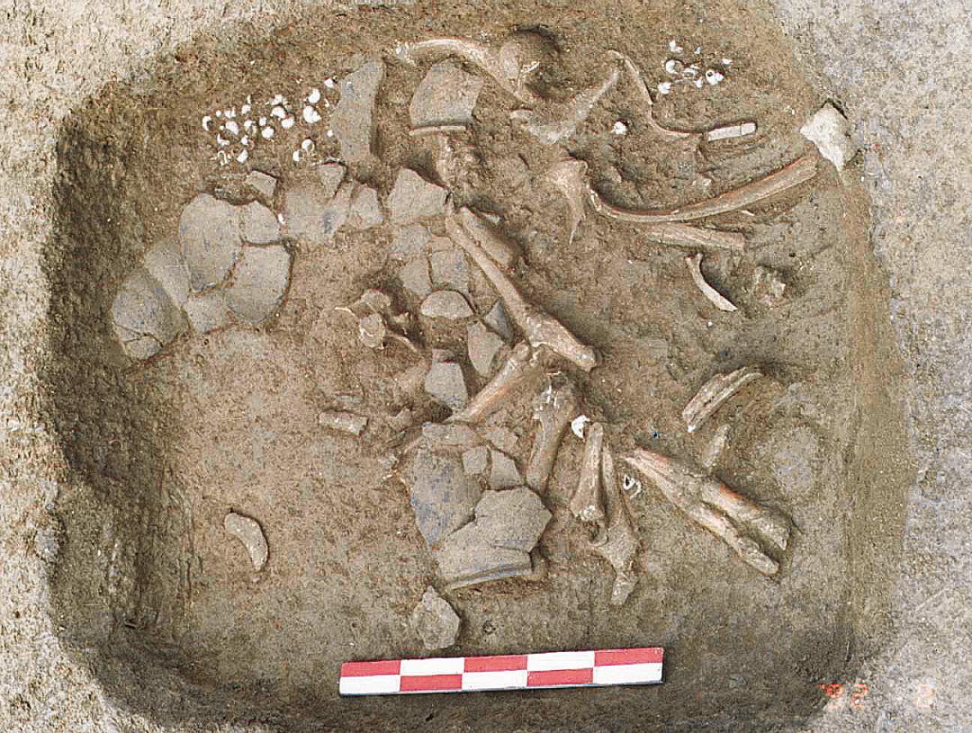 遗址出土的动物种属鉴定表明,二里头人获取的肉食资源以家畜为主,其中