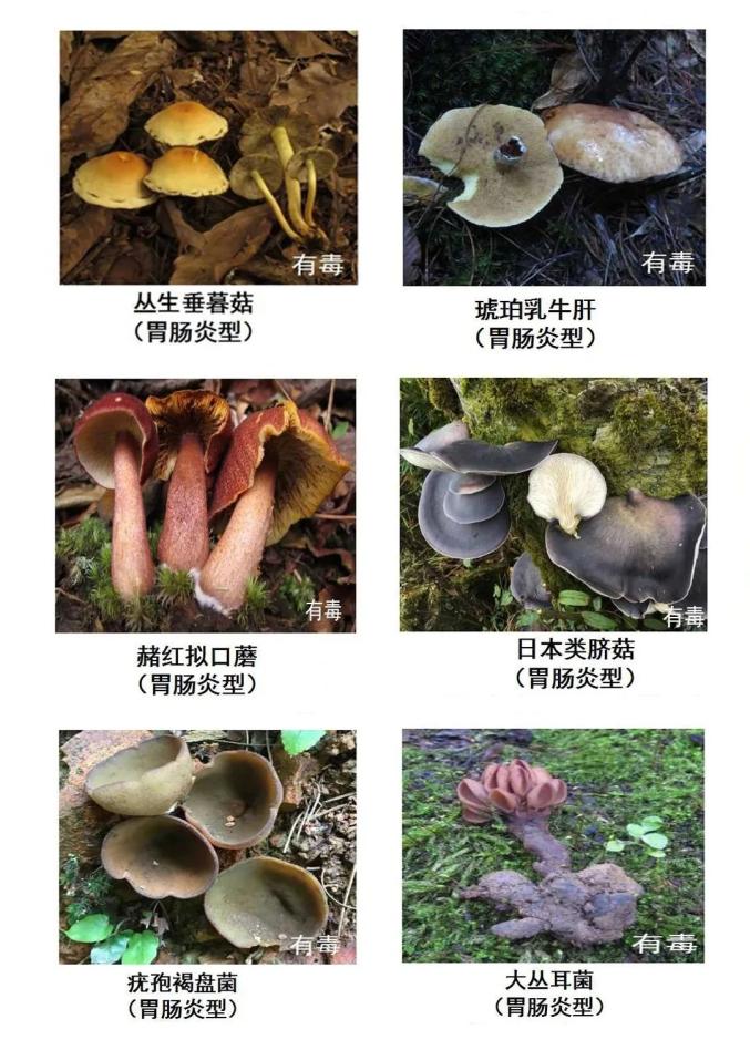 菇类大全名字常吃图片