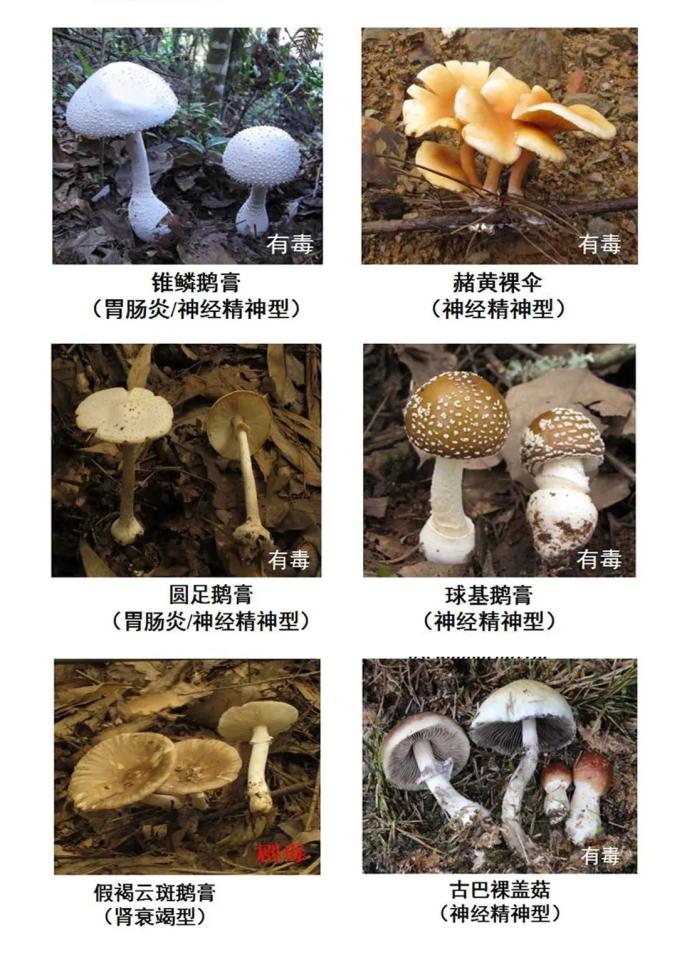 蘑菇有几种名字和图片图片