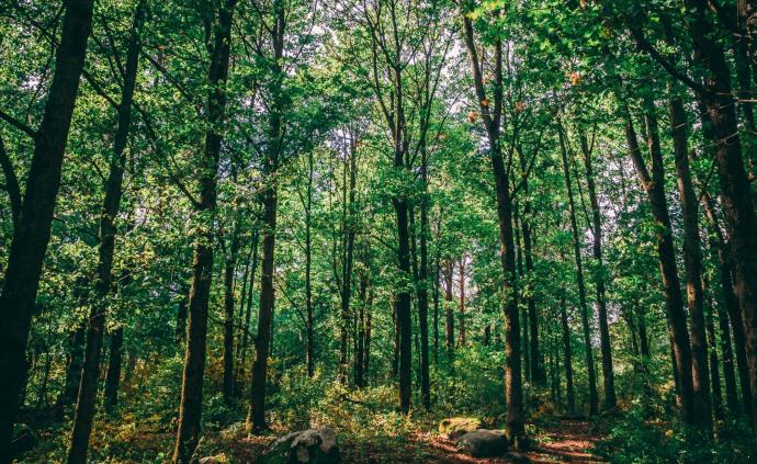 澎湃新闻 专注时政与思想 thepaper.cn