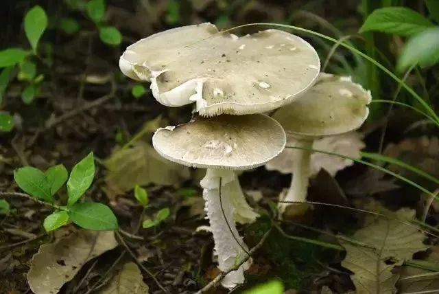 市食安办于近日为此误食有毒野生蘑菇中毒事件层出不穷因为难辨有毒菇