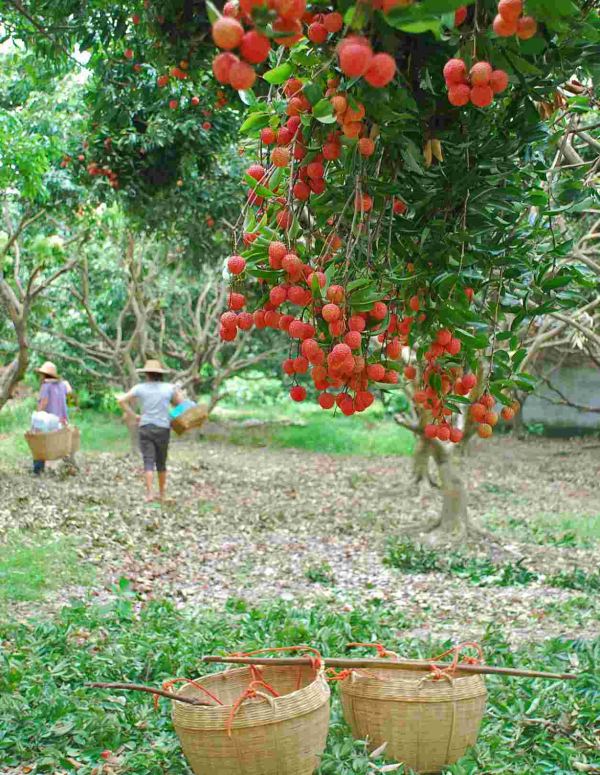 惠州唯一镇隆镇获评中国荔枝之乡