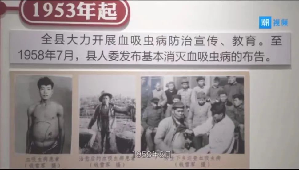 海宁党史百年百事33海宁大力开展血吸虫病防治