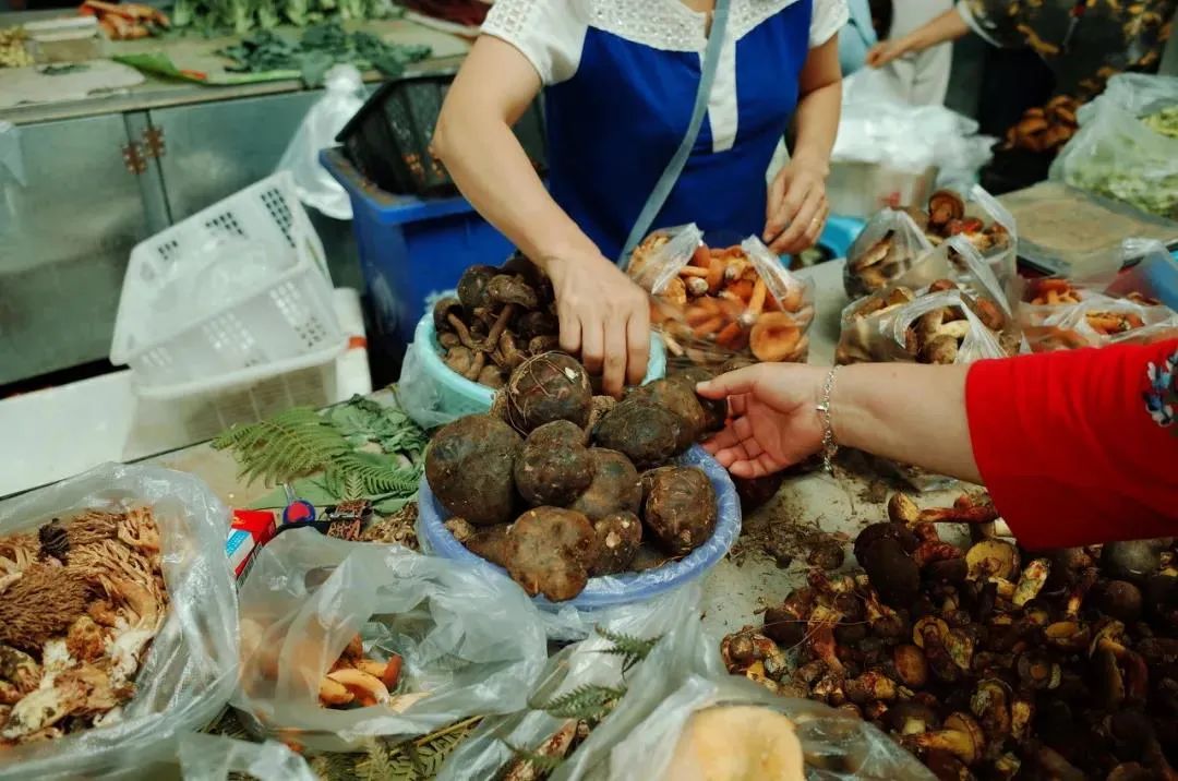腾冲山珍季丨吃菌千万条安全第一条