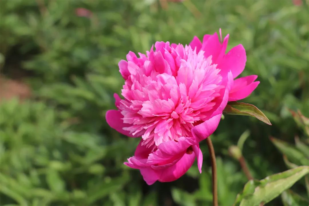 八里鋪鎮六月醉美芍藥花